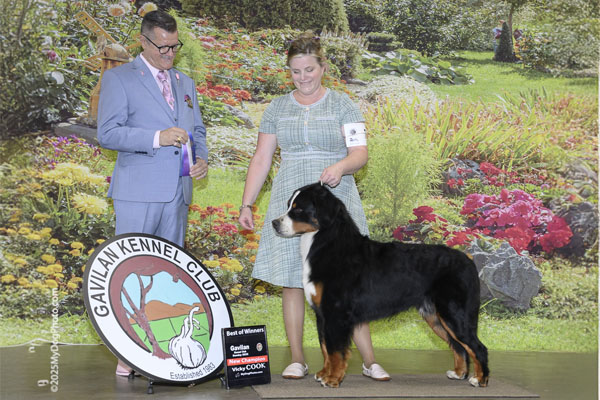 Val - Bernese Mountain Dog